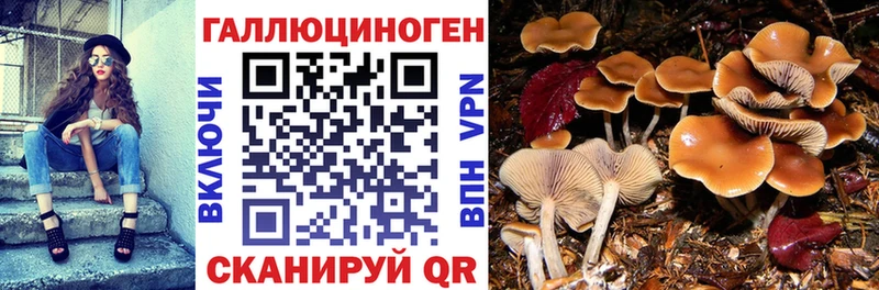 Псилоцибиновые грибы Psilocybine cubensis  Купить закладки  Ревда 